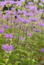 Wild Bergamot, Monarda fistulosa, a sea of pink flowers Royalty Free Stock Photo